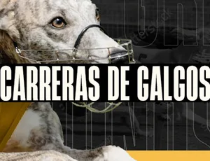 Dog 6 H.Odds On Demand — goldenrace
